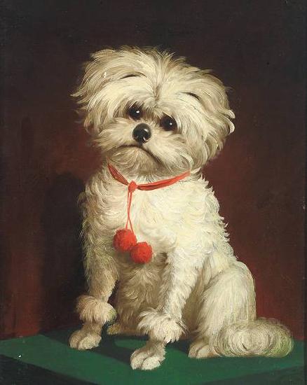 Anonymous Portrait of a Maltese dog oil painting image